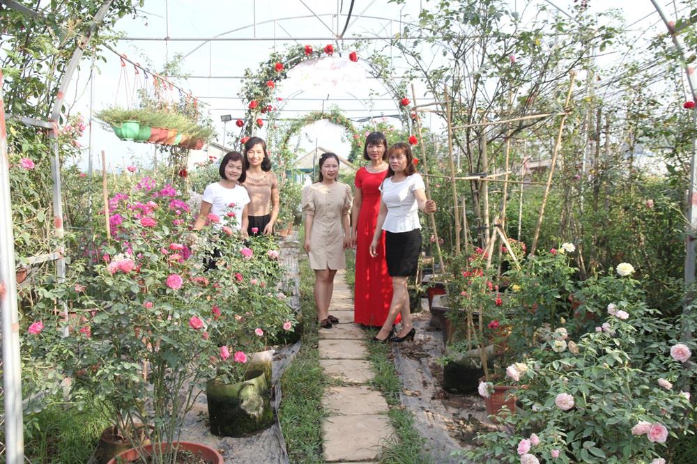 Mê mẩn trước vườn hồng uy tín, chất lượng hàng đầu Hà Nội - vườn hoa Hồng Thanh